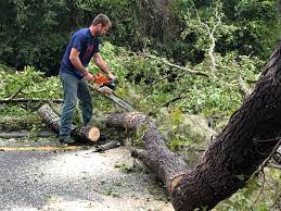 Tree and Shrub Care in Mercer, PA