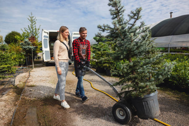 How Our Tree Care Process Works  in  Mercer, PA